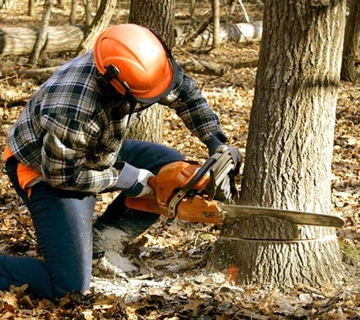 Tree Removal in Portsmouth, NH